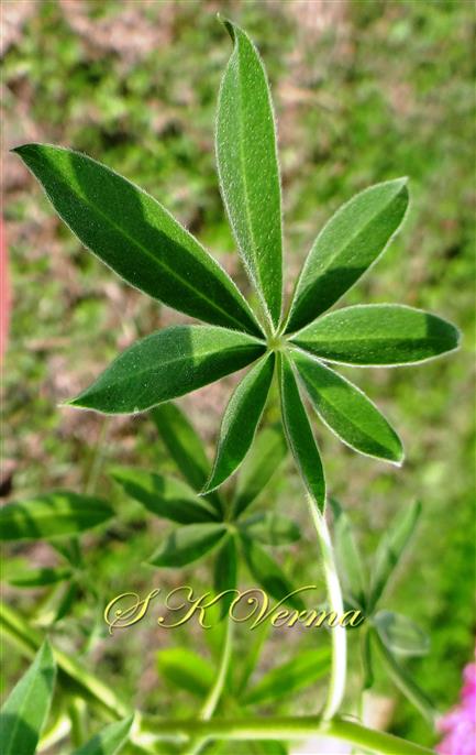  Leaf (Adaxial view)